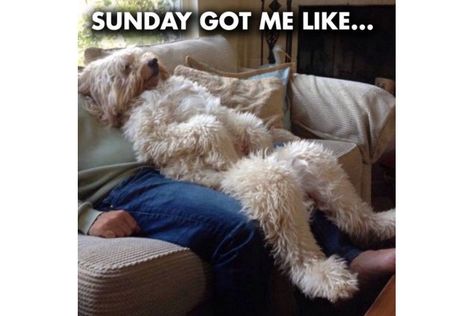 Funny Sunday Memes, Quotes Friendship Funny, Sunday Meme, Sunday Humor, Friendship Funny, Animal Funny, Quotes Friendship, Golden Doodle, Funny Dog Pictures