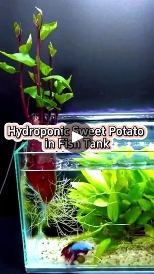 1.2M views · 21K reactions | Hydroponic sweet potato in fish tank #garden #plants #indoorgarden #indoorplants #houseplants #homegarden #hydroponics #aquaponics #sweetpotato #fishtank | Garden and Planting Tips | Garden and Planting Tips · Original audio Hydroponic Fish Tank, Fish Tank Garden, Sweet Potato Plant, Planting Tips, Fish Tank Plants, Zz Plant, Plant Hacks, Water Plants, Aquariums