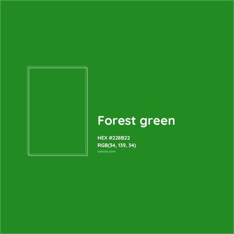 HEX #228B22 Forest green Color - Color Code Green Color Meaning, Green Color Code, Munsell Color System, Analogous Color Scheme, Rgb Color Codes, Colorful Website, True Autumn, Rgb Color Wheel, Monochromatic Color Palette