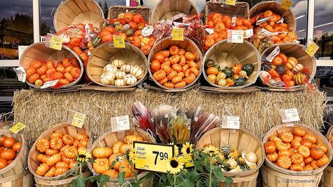 Pumpkin Sale Stand, Pumpkin Displays Retail, Pumpkin Patch Display, Fall Produce Displays, Pumpkin Patch Business, Autumn Planters, California Autumn, Farm Cart, Beer Display