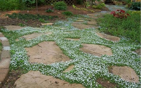 The Best Plants to Grow Between Stepping Stones & Pavers from Wilson Bros Gardens Blue Star Creeper, Evergreen Groundcover, Carpet Blue, Buy Plants Online, Garden Stepping Stones, Ground Cover Plants, Garden Path, Buy Plants, Face Lift