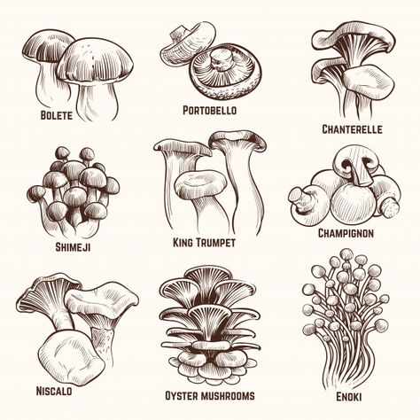 Kinds Of Mushrooms, Mushrooms Drawing, Illustration Mushroom, Food Vintage, Zestaw Ikon, Mushroom Tattoos, Mushroom Drawing, Theme Nature, Food Collection