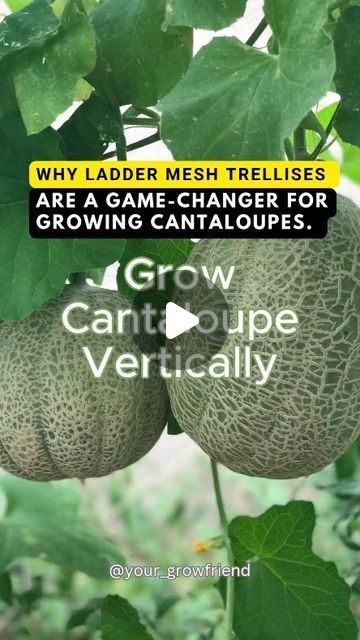 GROWFRIEND 🌿 on Instagram: "Follow us @your_growfriend for the simplest way to start gardening.  Garden vertically with this simple-to-use trellis.   Ladder mesh trellises are my favorite way to grow cantaloupes. Here are a few tips:⁣ ⁣ • Grow one plant per trellis. ⁣ • Pay attention as it’s climbing to tuck in the vines. You’ll probably need to prune some suckers. ⁣ • Allow 2-3 fruit per vine - any more than that, and they won’t be as sweet. ⁣ • They support themselves but keep a close eye on them. Once they are ripe, they slip easily from the vine. ⁣ ⁣ #plants #verticalgardening #cantaloupe #verticalfarming #desertgarden #gardening #gardeninghacks #gardendesign #gardendiy #diygarden #homegarden" Start Gardening, Vine Plants, Vertical Farming, Desert Garden, Vertical Garden, Gardening Tips, Simple Way, Diy Garden, Pay Attention