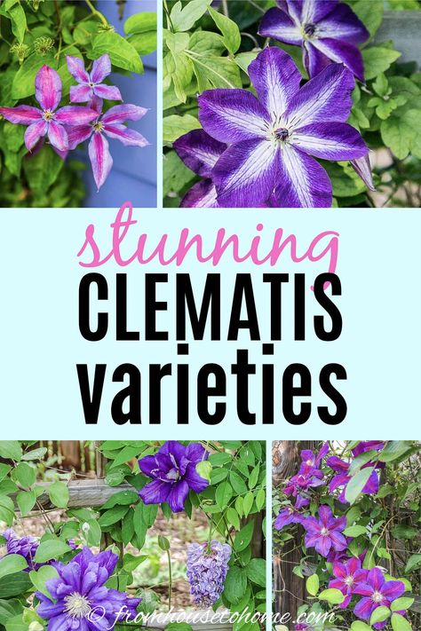 Perennial Flowering Vines, Clematis Care, Climbing Plants Trellis, Clematis Varieties, Blue Clematis, Autumn Clematis, Clematis Plants, Climbing Flowers, Clematis Flower