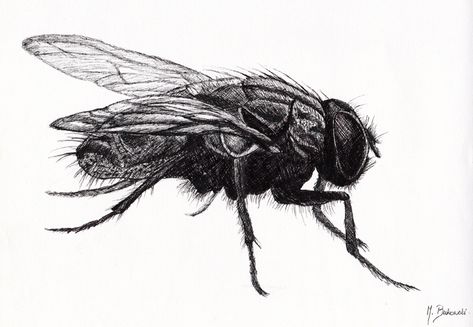 Housefly Drawing, Graphic Sketches, Insect Drawings, Fly Tattoo, Insect Illustration, Flying Tattoo, Science Illustration, Art Studio At Home, Black And White Artwork