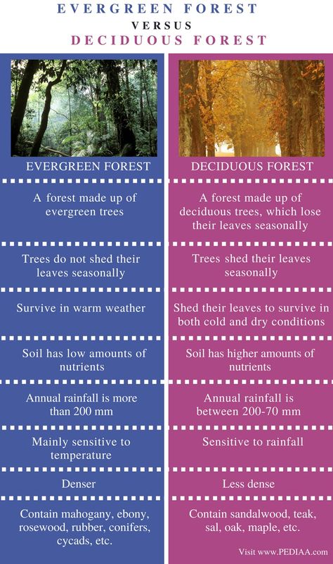 Difference Between Evergreen and Deciduous Forest - Pediaa.Com Deciduous Forest Biome Project, Teaching Biomes, Natural Resources Activities, Deciduous Forest Biome, Tree Infographic, Forest Unit, Different Types Of Forests, Temperate Deciduous Forest, Temperate Forest