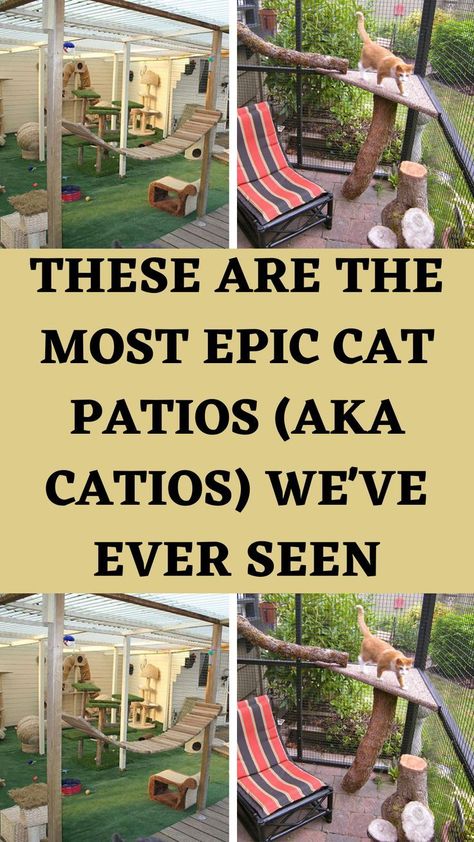 Outdoor Cat Play Area, Cat Patio Decorating Ideas, Sunroom Ideas For Cats, Outdoor Cat Tree Ideas, Outdoor Cat Activities, Big Catio Ideas, Catio Enclosure Outdoor Cats, Cat Rooms Outdoor, Outdoor Cat Cage Ideas