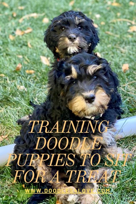 It's fall and we're spending these beautiful days with our doodle puppies we've got Cavapoo doodles and Phantom goldendoodles ready to learn more tricks from you. #TriColoredCavapoo #Cavapoo #Phantom #GoldenDoodle #MiniGoldenDoodle #CavapooPuppy It is a. bit overwhelming to try to train all the puppies at the same time and that is the very reason I started to train pups to sit. They now sit and are getting better about waiting for a treat from me. Phantom Goldendoodle, Mini Doodles, Doodle Puppies, Puppy Snuggles, Mini Doodle, Cavapoo Puppies, Doodle Puppy, Beautiful Days, Mini Goldendoodle