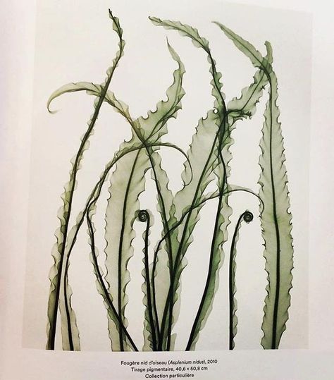 Kelp Botanical Illustration, Kelp Drawing Easy, Seaweed Photography, Seaweed Tattoo, Bamboo Moodboard, Seaweed Art, Riso Printing, Line Drawing Tattoos, Ocean Plants