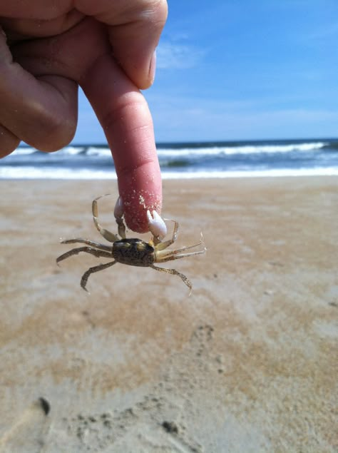 sometimes you just need to let things go... Biology Moodboard, Silly Shark, Ocean Life Photography, Let Things Go, Crab Art, Pinterest Contest, Beach Finds, Ocean Fashion, Aquatic Animals