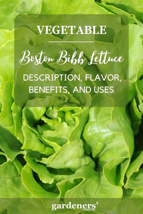 Boston Bibb Lettuce: Description, Flavor, Nutrition, And Uses Lettuce Benefits, Boston Lettuce, Bibb Lettuce, Bread Salad, Garden Salad, Garden Guide, Nutritional Value, Tuna Salad, Bean Salad