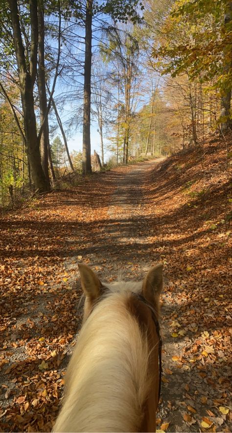 Fall Horse Riding, Autumn Horse, Horse Riding Aesthetic, Trail Ride, Equestrian Aesthetic, Horse Mane, Horse Aesthetic, Equestrian Life, Cute Horses