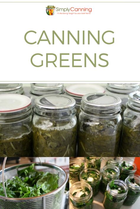 Canning greens like spinach, Swiss chard or beet greens is super easy. In fact, the ‘hardest’ part is waiting for the canner to finish! Learn how to preserve your greens over at SimplyCanning.com Canning Turnip Greens, Canned Greens Recipe, Canning Greens, Canning Beets, Preserving Recipes, Simple Foods, Pressure Canning Recipes, Canned Foods, Canning Vegetables