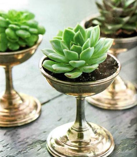 22 Table Decorations and Centerpiece ideas with Succulents Succulent Centerpieces, Deco Nature, Succulent Wedding, Thanksgiving Centerpieces, Creative Gardening, Cactus Y Suculentas, Diy Centerpieces, Deco Floral, Floral Display