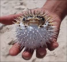 porcupine fish - Google Search Fish Faces, Porcupine Fish, Kids Sketchbook, Puerto Penasco, Sea Of Cortez, Fish Face, Cute Animal Memes, Fish Sea, At The Sea