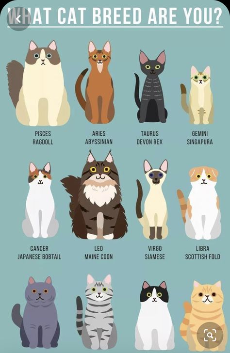 Zodiac Signs Animals, Zodiac Signs Pictures, Aries And Gemini, What Cat, Zodiac Signs Horoscope, Zodiac Signs Funny, Zodiac Star Signs, Zodiac Art, Cat Quotes