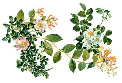 shakespeare's flowers | hunt institute art: anne ophelia todd dowden collection Honeysuckle Tattoo, Thyme Flower, English Flowers, Musk Rose, Sweet Briar, Garden Journal, Vintage Botanical Prints, Botanical Illustration, Student Art