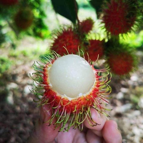 Pulasan Fruit, Bentley Continental, Fruit Plants, Fruit Trees, Bentley, Artist Inspiration, Trees, Fruit, Plants