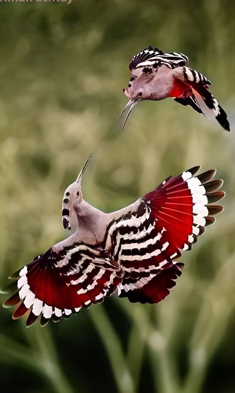 World Birds Photography | Fulvous-breasted Woodpecker | Facebook Wild Birds Photography, Weird Birds, Birds Photography, World Birds, Rare Birds, Pretty Animals, Animal Sketches, Bird Pictures, Pretty Birds