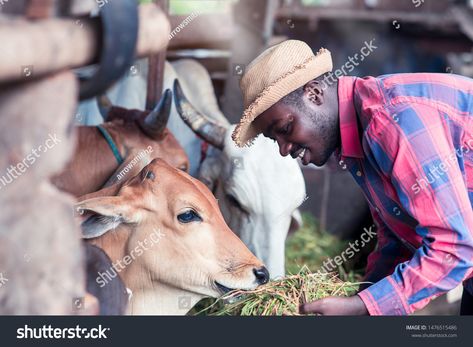 Kindliness African Farmer Feeding Cows Grass Stock Photo (Edit Now) 1476515486 Front Page Design, Animal Husbandry, Photo Art Gallery, African Animals, Week 1, Premium Photo, Nature Pictures, High Quality Images, Farmer