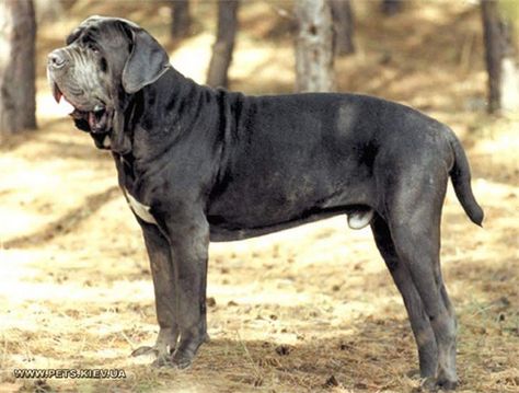 #Napoleon #mastiff Napoleon Mastiff, Neo Mastiff, Thai Ridgeback, Ancient Dog Breeds, Neapolitan Mastiffs, French Mastiff, Giant Schnauzer, Tibetan Mastiff, English Mastiff