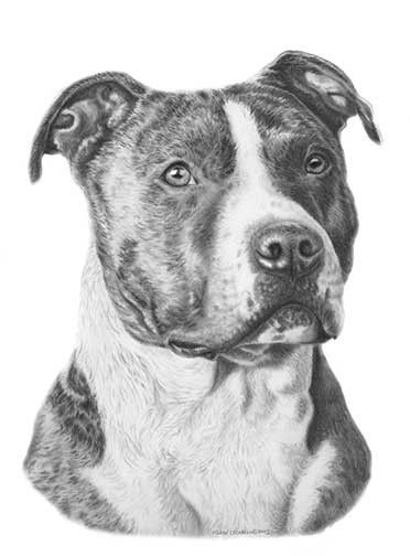 - Published from the Pencil Drawing - Print Size 11" x 14" - Limited Edition of Only 100 Prints This incredibly detailed pencil drawing of the American Staffordshire Terrier captures a dignified prese Pitbull Drawing, Pitbull Art, Pointer Puppies, Pencil Drawing Tutorials, 강아지 그림, American Staffordshire Terrier, Desenho Tattoo, Pitbull Puppies, American Staffordshire