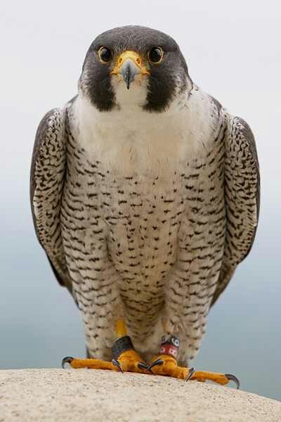 Peregrine falcon, fastest bird on earth during a hunting dive, mate for life, found all over the globe except Antarctica Peregrine Falcon Aesthetic, Bird Front View, Eagle Front View, Falcon Aesthetic, Falcon Wallpaper, Falco Pellegrino, Falcon Art, Aigle Royal, Raptors Bird