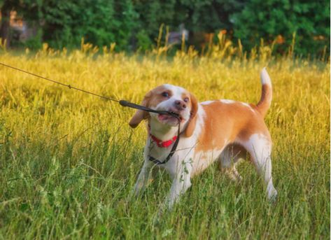 When your dog refuses to walk on a dog leash, it can be very frustrating. Here are some reasons why your dog may not be walking on their leash, from dog training to dog health issues. German Shepherd Puppies Training, House Training Puppies, Dog Whisperer, Best Dog Training, Beagle Puppy, Training Your Puppy, Dogs And Kids, Beloved Dog, How To Train