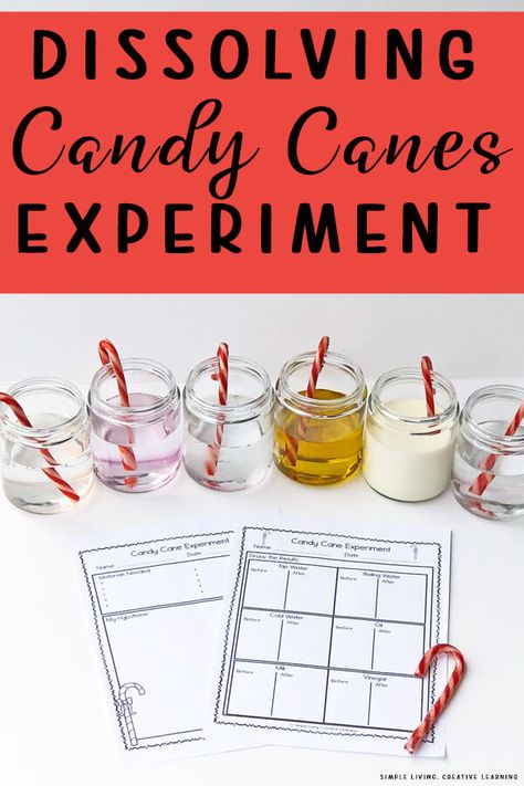 Candy Cane Science Experiment, Candy Cane Experiment, Candy Cane Science, Christmas Science Activities, Winter Stem Activities, Candy Experiments, Christmas Science Experiments, Winter Science, Candy Cane Crafts