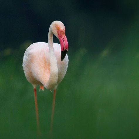 Nature inFocus on Instagram: “#NiFHiveFeature: Ravi Patel (@ravipatel_photography) photographed a Greater Flamingo in Sarkhej, Gujarat.  Greater Flamingos prefer to live…” Greater Flamingo, Majestic Animals, Flamingo, Photographer, Photography, Animals, On Instagram, Instagram, Nature