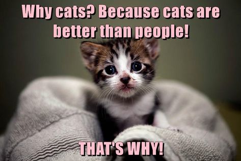 Why cats? Because cats are better than people! THAT'S WHY! Puppy Hug, Animal Sayings, Birthday Cat, Make Your Day Better, Funny Kitty, Animals Friendship, Kitten Pictures, Funny Cats And Dogs, Cat Photos