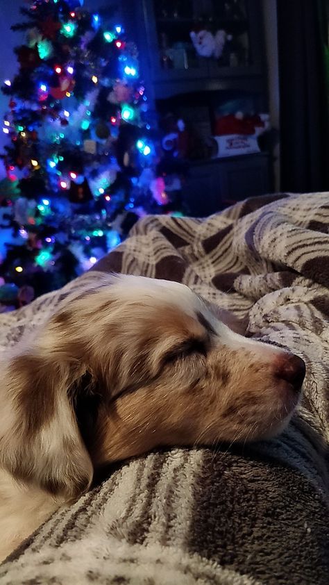 Blue Merle Australian Shepherd Puppy, Australian Shepherd Christmas, Walle Y Eva, Blue Merle Australian Shepherd, Puppy Sleeping, Merle Australian Shepherd, Australian Shepherd Blue Merle, Australian Shepherd Puppy, Aussie Puppies