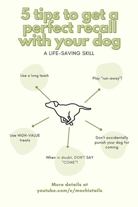 5 tips to get a perfect recall with your dog Recall Training For Dogs, Dog Recall Training, Husky Pitbull, Pitbull Cute, Dog Recall, Dream Homestead, Dog Design Art, Gus Gus, Improve Your Memory