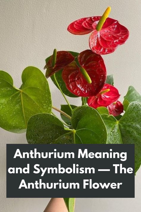 Unveiling the Anthurium Meaning and Symbolism: Delve into the secrets of the Anthurium flower! 🌺✨ Explore the rich cultural significance and hidden messages behind this exotic bloom. Discover its symbol of love, passion, and abundance. Our in-depth guide unveils the spiritual and emotional connections associated with Anthurium. Dive into the captivating history and explore its striking colors and unique shapes. IG Photo by: sunshinestore522 Indoor Planting, Flowering House Plants, Anthurium Plant, Anthurium Flower, Flamingo Flower, Plants Quotes, Flower Meanings, Hidden Messages, Unique Shapes