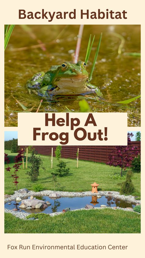 frog pond Diy Frog Habitat Outside, Frog Habitat Outdoor, Toad Habitat, Habitat Projects, Toad Garden, Wildlife Ponds, Frog Fairy, Backyard Habitat, Frog Habitat