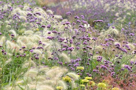 Purpletop Vervain, Pennisetum Villosum, Front Garden Path, Verbena Bonariensis, Biennial Plants, Fountain Grass, Photography Store, Parts Of A Plant, Plant Combinations