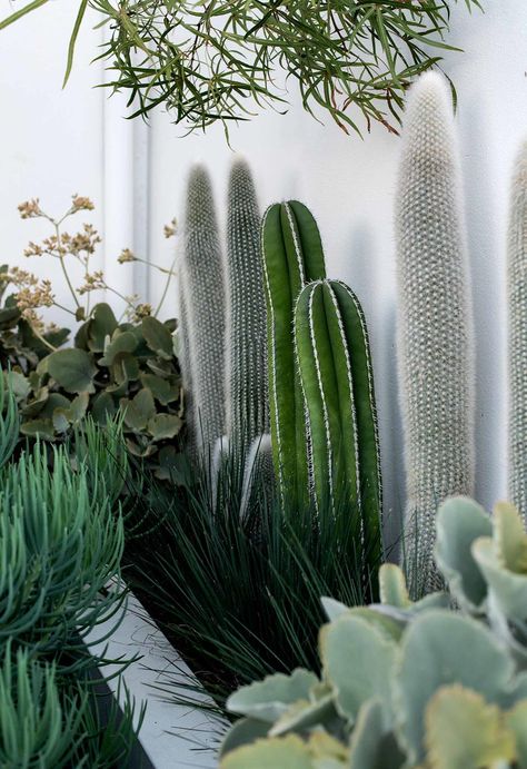 Cactus Garden Design, Succulent Garden Design, Dry Garden, Coastal Gardens, Desert Garden, Garden Landscape Design, Succulent Garden, Cactus Garden, Desert Landscaping