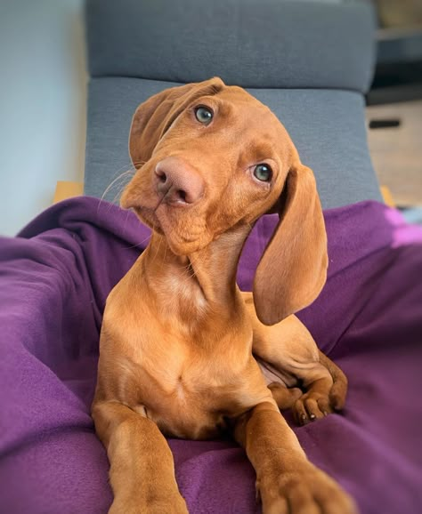 Lyra 🐾 The Hungarian Vizsla on Instagram: “Did someone say it’s Monday tomorrow...? 😭 • Where did that 3 day weekend go?? • • •  #vizsla #vizslapuppy #vizslasofinstagram #vizslagram…” Hungarian Vizsla Puppy, Vizsla Aesthetic, Vizsla Funny, Dog Ear Tattoo, Tattoo Ideas Dog, Cute Animal Tattoos, 3 Day Weekend, Stump Grinding, Dog Print Tattoo