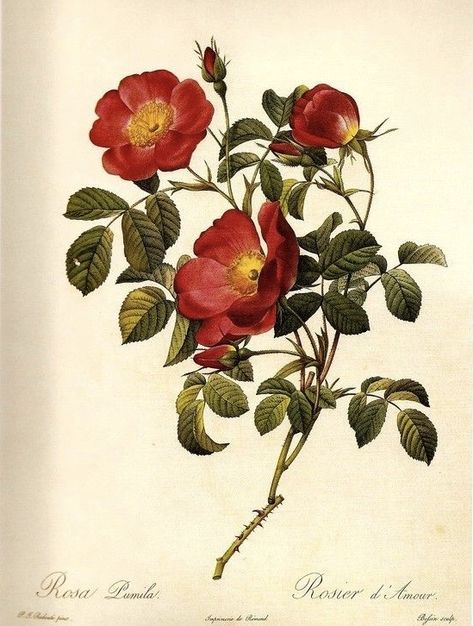 Color Plate, Roses Print, Illustration Botanique, Botanical Illustration Vintage, French Rose, Vintage Botanical Prints, Images Vintage, Botanical Painting, Scientific Illustration