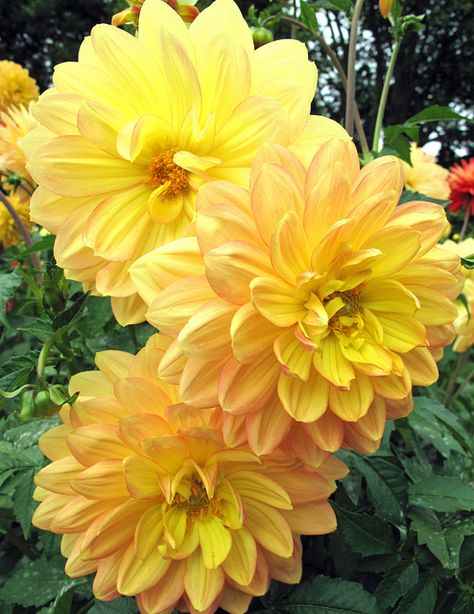 Yellow Dahlias Dahlia Pot, Yellow Dahlias, Dalia Flower, Flower Symbolism, Yellow Dahlia, Movies Videos, Flower Therapy, Garden Photography, Peach Flowers