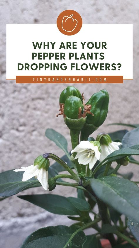 Are you struggling with your pepper plants dropping their precious flowers, leaving you with a disappointing harvest? We'll explore the reasons behind this and provide practical solutions to keep those blossoms in place and boost your pepper production. Jalapeno Plant, Bell Pepper Plant, Pollinating Flowers, Growing Peppers, Types Of Mulch, Pepper Plant, Garden Problems, Pepper Tree, Plant Maintenance