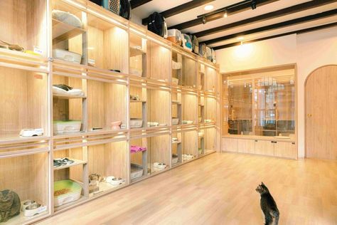 Classic Cabins @ Kampong Bahru - Nekoya Cat Daycare & Boarding Hotel Singapore Private Daycare Ideas, Cat Boarding Facility, Cat Hotel Ideas, Dog Hotel Design, Animal Sanctuary Ideas, Petshop Design, Pet Hotel Design, Dog Daycare Design, Cat Daycare