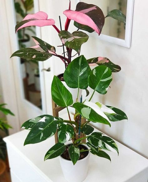 Tropical Flowering Plants, Pink Princess Philodendron, Philodendron White Princess, Philodendron Care, Princess Philodendron, Greenhouse Farming, Creeping Vines, Philodendron Pink Princess, Plant Wishlist