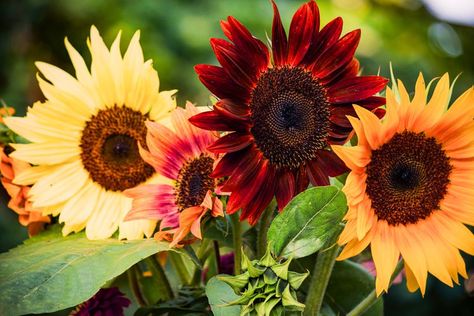 15 Types of Sunflowers That Will Brighten Your Garden Deer Resistant Flowers, Types Of Sunflowers, Entertaining Dinner, Wedding Party Planning, Container Gardening Flowers, Modern Flower Arrangements, Holiday Planning, Holiday Entertaining, Colorful Garden