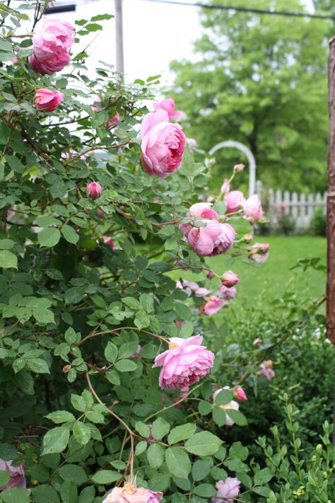 Huntington Rose, Back Patio Door, My Family Art, Cottage Pink, Country Pink, About My Family, John Davis, Roses And Peonies, Rambling Rose