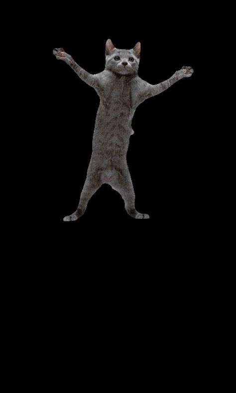 dancing-cat-cool-mobile-phone-wallpapers-gif-480x800.gif 480×800 pixels Wallpaper Iphone Ios 16, Gif Wallpapers, Gif Wallpaper, Ios 16, Cute Gif, Wallpaper Iphone, Ios, Gif, Wallpapers