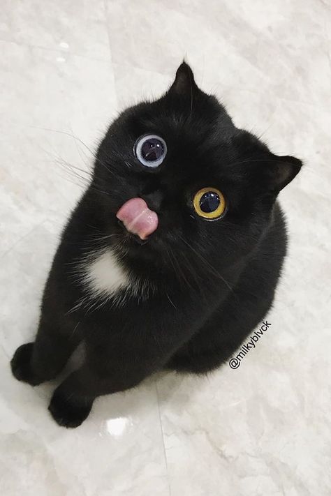 Cat With Blue And Yellow Eyes, Cat With Heart Eyes, Blue And Yellow Eyes, Black Cat With Blue Eyes, Blue Eye Cat, Blue Eyes Cat, Cat With Blue Eyes, Japanese Cat, Yellow Cat