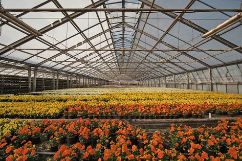 Greenhouse Nursery, #Nursery, #Greenhouse Greenhouse Nursery, Winter Greenhouse, Greenhouse Ideas, Buy Plants Online, Greenhouse Growing, Solar Shades, Flower Nursery, Growing Roses, Greenhouse Gardening