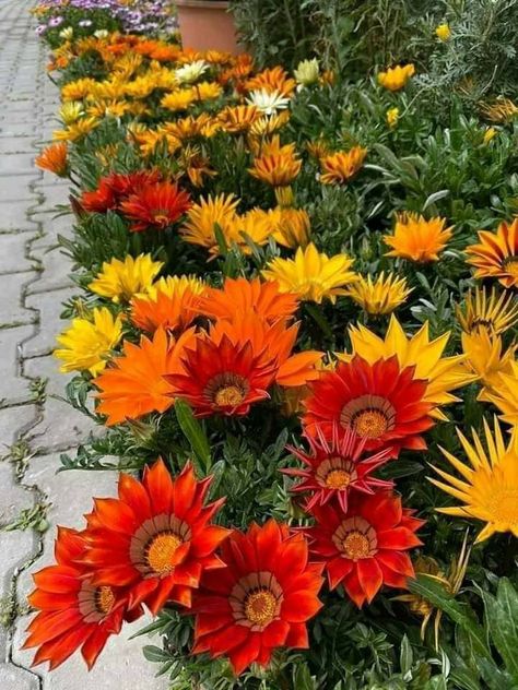 Gazania Flowers, Beautiful Gardens Landscape, Arizona Gardening, Gardening Decor, Blue Flower Wallpaper, Flower Bed Designs, Front Garden Landscape, Home 2023, Landscaping Garden