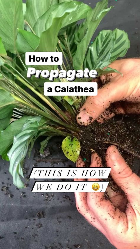 Calathea Propagation, Bright Indirect Light, Calathea Plant, Indoor Jungle, House Plant Care, Propagating Plants, House Plant, Plant Lady, The Roots